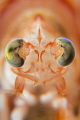   Big eye shrimp. Metapenaeopsis lamellate. shrimp lamellate  